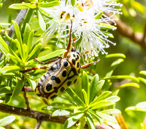 Neorrhina punctata  - Spotted flower chafer  Australia,Geotagged,Neorrhina punctata,Spotted Flower Chafer,Summer