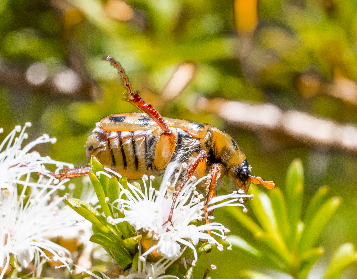 Neorrhina punctata - Spotted Flower Chafer  Australia,Geotagged,Neorrhina punctata,Spotted Flower Chafer,Summer