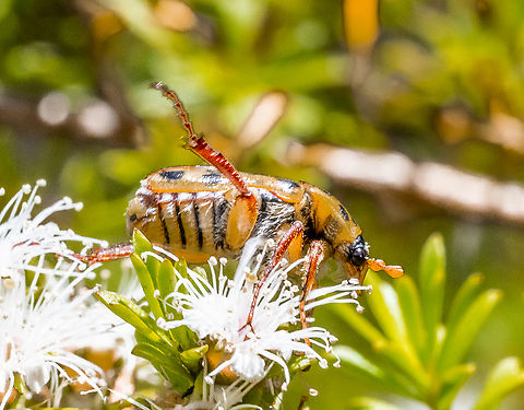 Neorrhina punctata - Spotted Flower Chafer  Australia,Geotagged,Neorrhina punctata,Spotted Flower Chafer,Summer