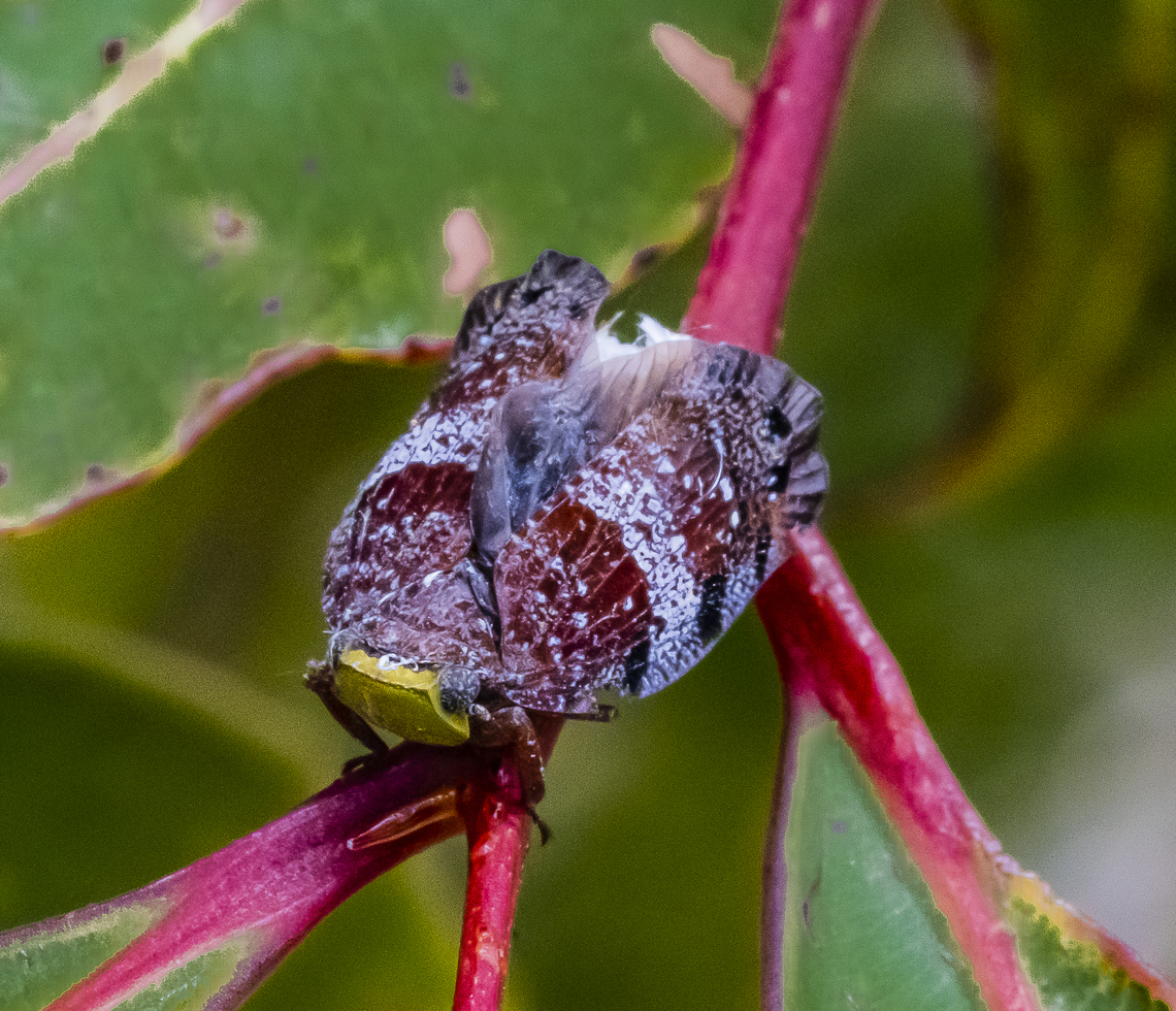 Platybrachys decemmacula Planthopper Australia,Geotagged,Platybrachys decemmacula,Summer