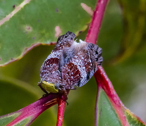 Platybrachys decemmacula Planthopper Australia,Geotagged,Platybrachys decemmacula,Summer