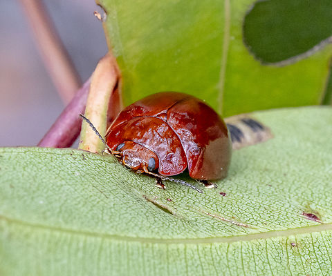Leaf Beetle - Paropsisterna sp.  Australia,Dicranosterna semipunctata,Geotagged,Summer