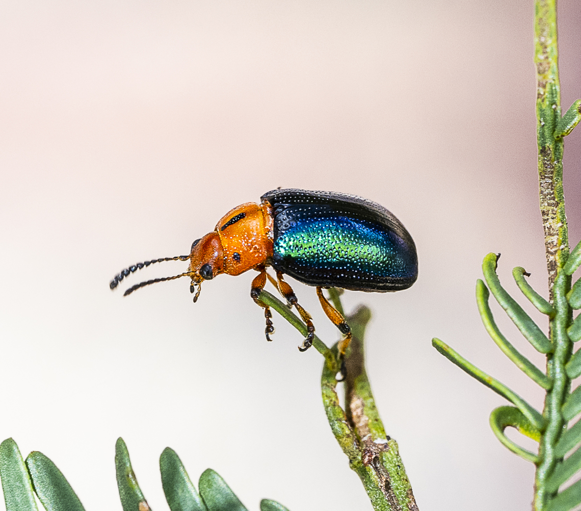 Calomela curtisi - Acacia Leaf Beetle Calomela curtisi Australia,Calomela curtisi,Geotagged,Summer