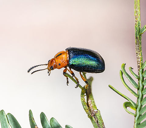 Calomela curtisi - Acacia Leaf Beetle Calomela curtisi Australia,Calomela curtisi,Geotagged,Summer