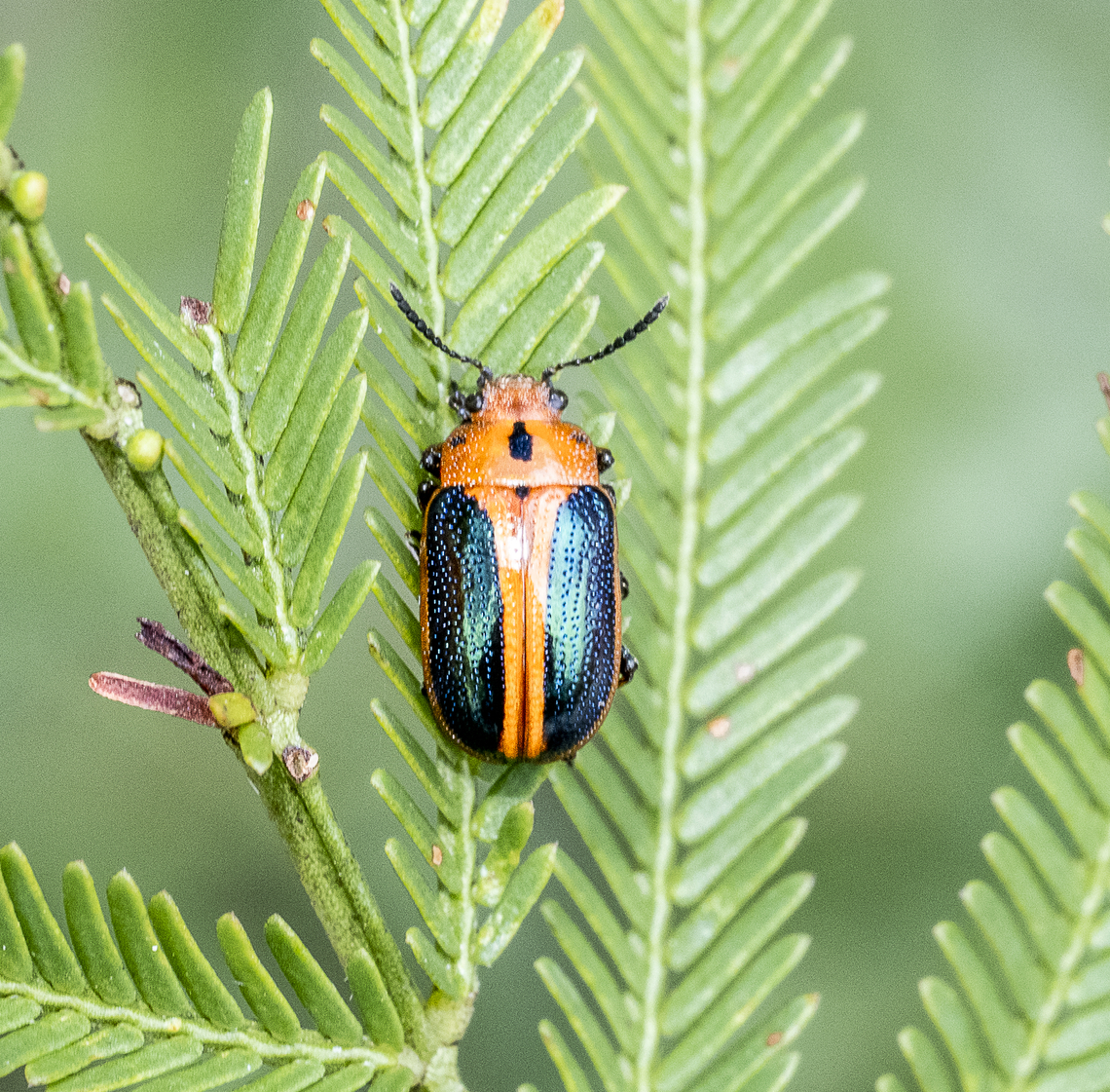 Calomela curtisi  Australia,Calomela curtisi,Geotagged,Summer