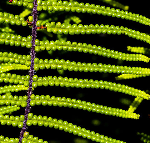 Pouched Coral Fern - Gleichenia dicarpa  Australia,Geotagged,Gleichenia dicarpa,Pouched coral fern,Summer