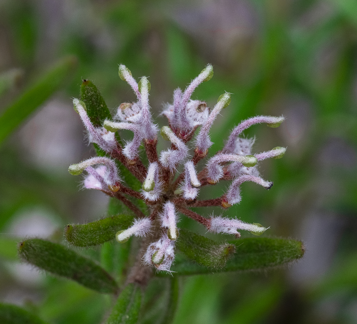 Grey spider flower  Grevillea buxifolia  Australia,Geotagged,Grevillea buxifolia,Grey Spider Flower,Summer