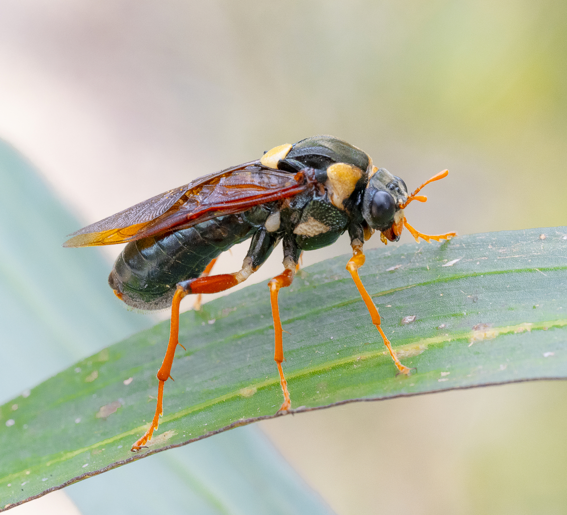 Perga dorsalis - Steel-Blue Sawfly  Australia,Geotagged,Perga dorsalis,Steel-blue Sawfly,Summer,Winter