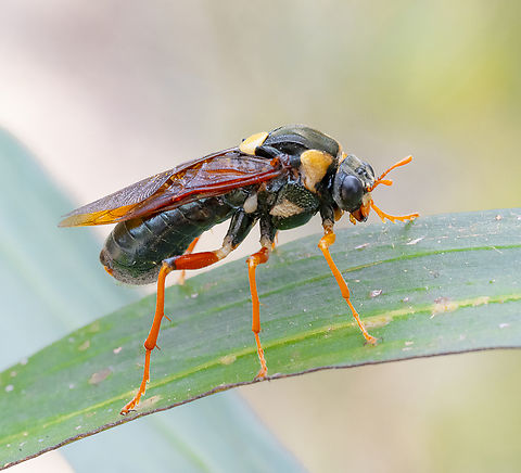 Perga dorsalis - Steel-Blue Sawfly  Australia,Geotagged,Perga dorsalis,Steel-blue Sawfly,Summer,Winter