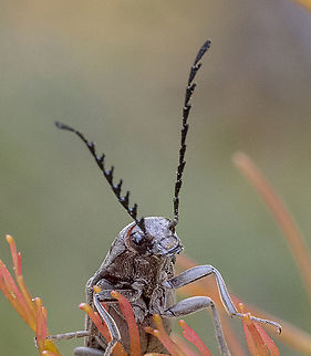 Elateridae sp.  Click beetle  Australia,Geotagged,Summer