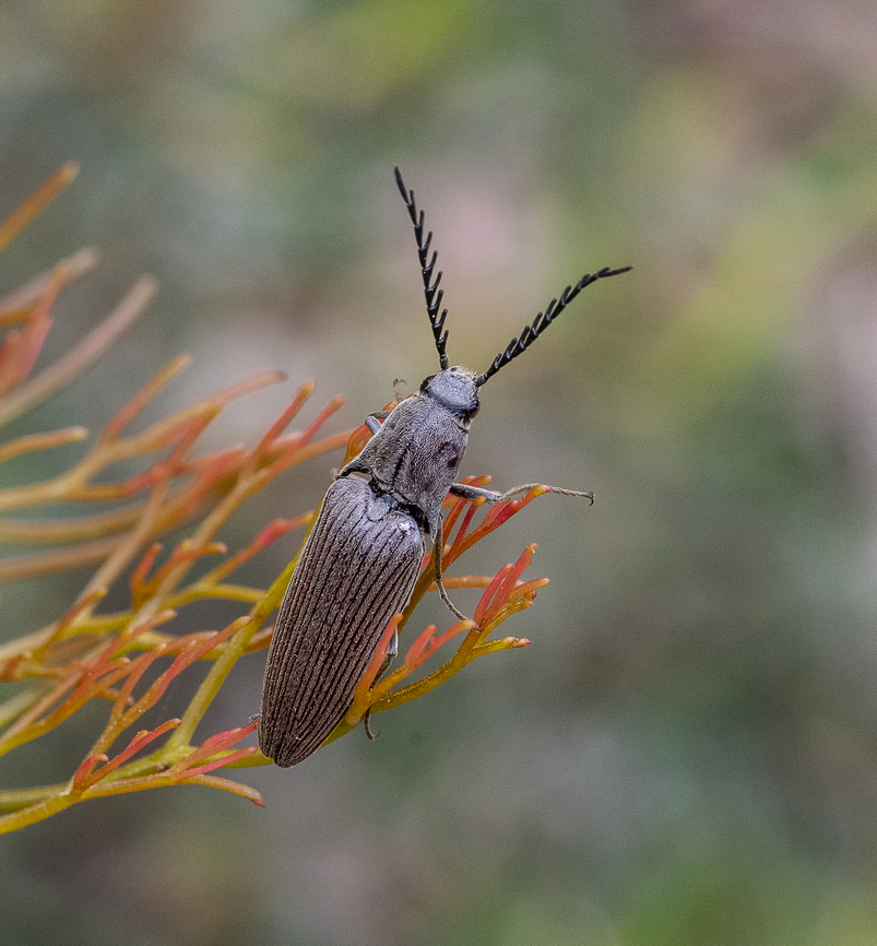 Elateridae sp.  Click beetle  Australia,Geotagged,Summer