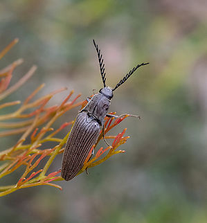 Elateridae sp.  Click beetle  Australia,Geotagged,Summer
