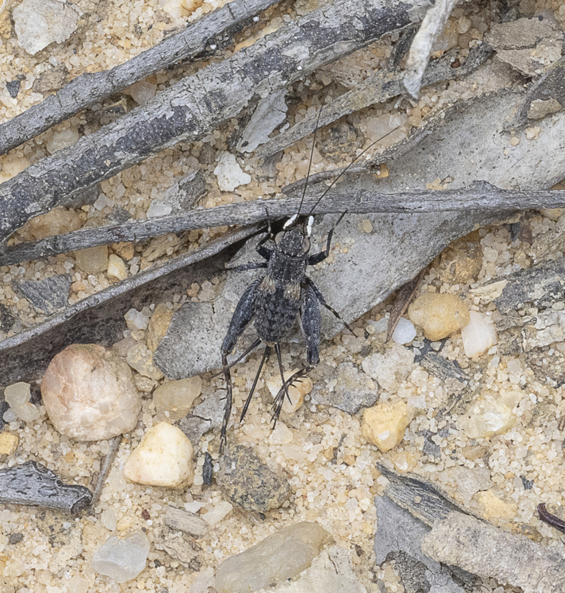 Cricket - Similar to  Calperum ottei <a href="https://canberra.naturemapr.org/sightings/4365740" rel="nofollow">https://canberra.naturemapr.org/sightings/4365740</a> Australia,Geotagged,Summer