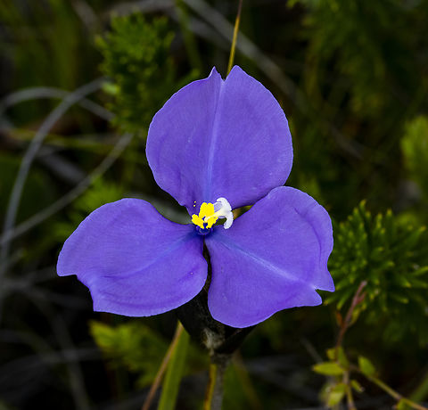 Pattersonia  sericea - Silky purple flag Silky Purple Flag Australia,Geotagged,Patersonia sericea,Purple flag,Summer