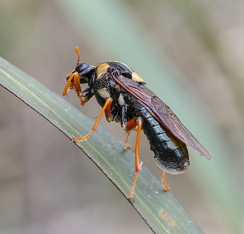 Perga dorsalis Morning ablutions Australia,Geotagged,Perga dorsalis,Steel-blue Sawfly,Summer
