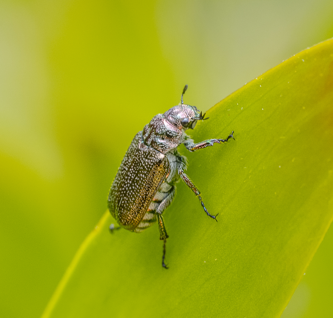 Scarab beetle -  Diphucephala sp.  Australia,Geotagged,Summer