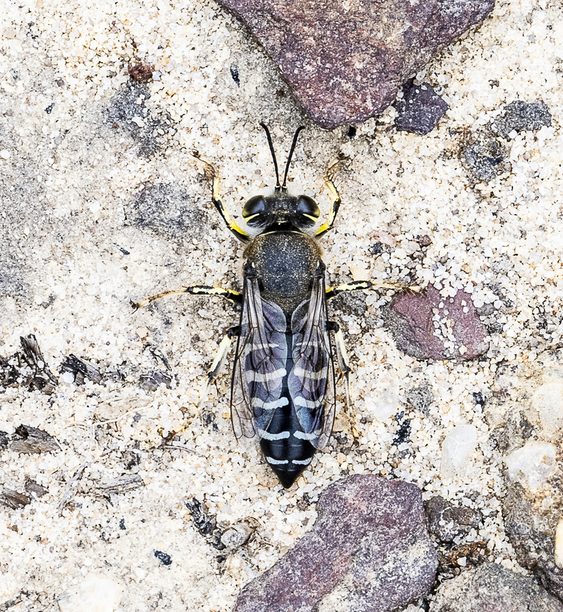 Sand Wasp - Bembix sp.  Australia,Bembix variabilis,Geotagged,Small Sand Wasp,Summer