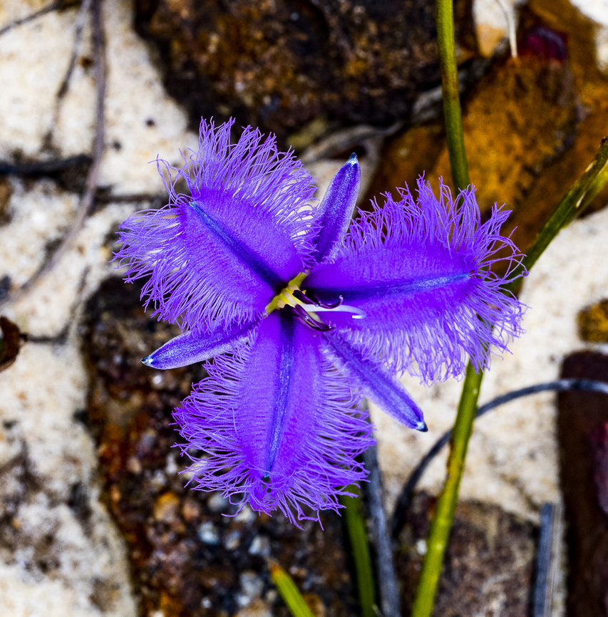 Thysanotus sp. Fringe lily Can&#039;t help it - they are so beautiful Australia,Common Fringe-lily,Fringe-lily,Geotagged,Summer,Thysanotus juncifolius,Thysanotus patersonii,Thysanotus tuberosus,Twining Fringe-lily