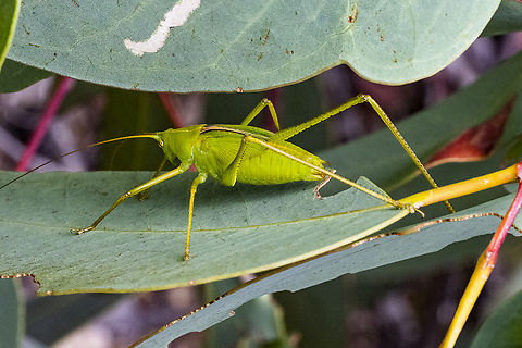 Katydid  Australia,Geotagged,Summer