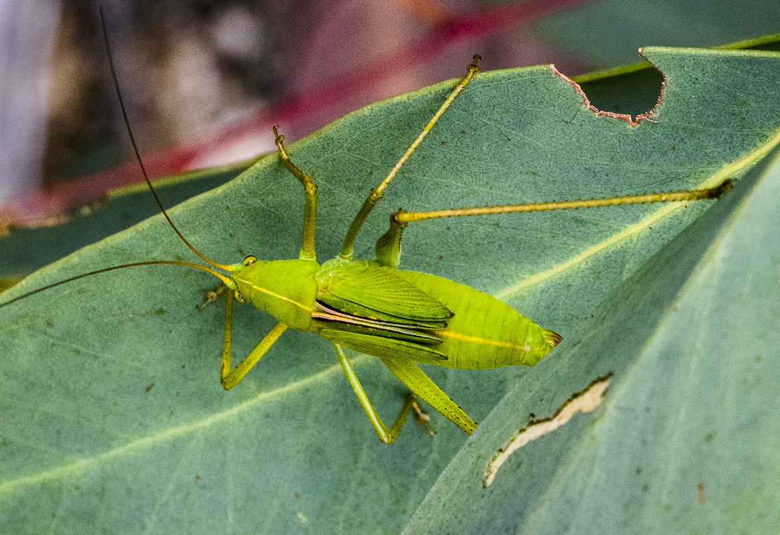 Katydid  Australia,Geotagged,Summer