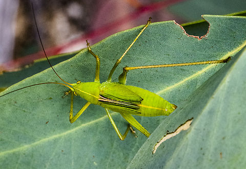 Katydid  Australia,Geotagged,Summer