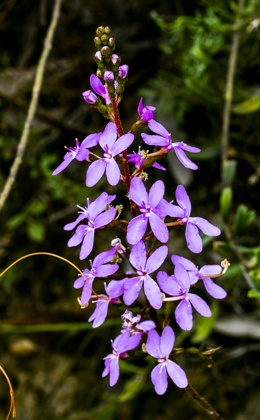 Stylidium graminifolium Trigger plant Australia,Geotagged,Grass Triggerplant,Stylidium graminifolium,Summer
