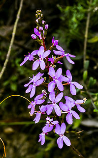 Stylidium graminifolium Trigger plant Australia,Geotagged,Grass Triggerplant,Stylidium graminifolium,Summer