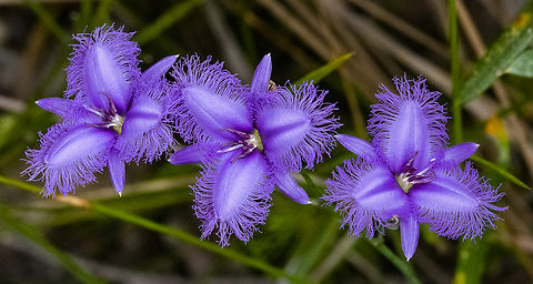 Three 'Musk a tears' - Fringe lily  Australia,Common Fringe-lily,Geotagged,Summer,Thysanotus tuberosus
