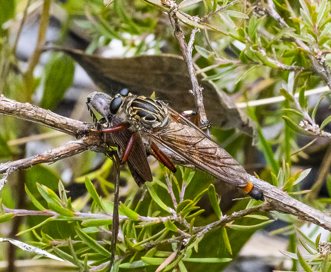 Robber Fly - Zosteria sydneensis Click beetle meets its end Australia,Geotagged,Summer,Zosteria sydneensis