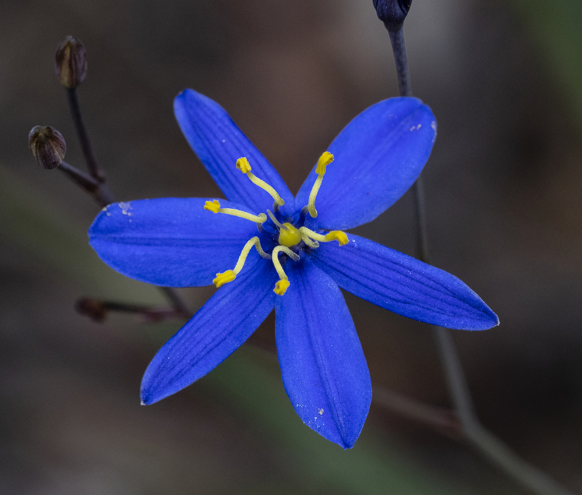 Tufted Blue Lily - Thelionema caespitosum  Australia,Geotagged,Summer,Thelionema caespitosum,Tufted Lily