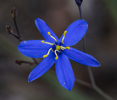 Tufted Blue Lily - Thelionema caespitosum  Australia,Geotagged,Summer,Thelionema caespitosum,Tufted Lily
