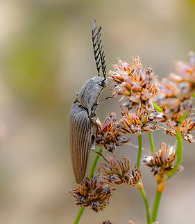 Click Beetle -  Elateridae sp.  Australia,Geotagged,Summer