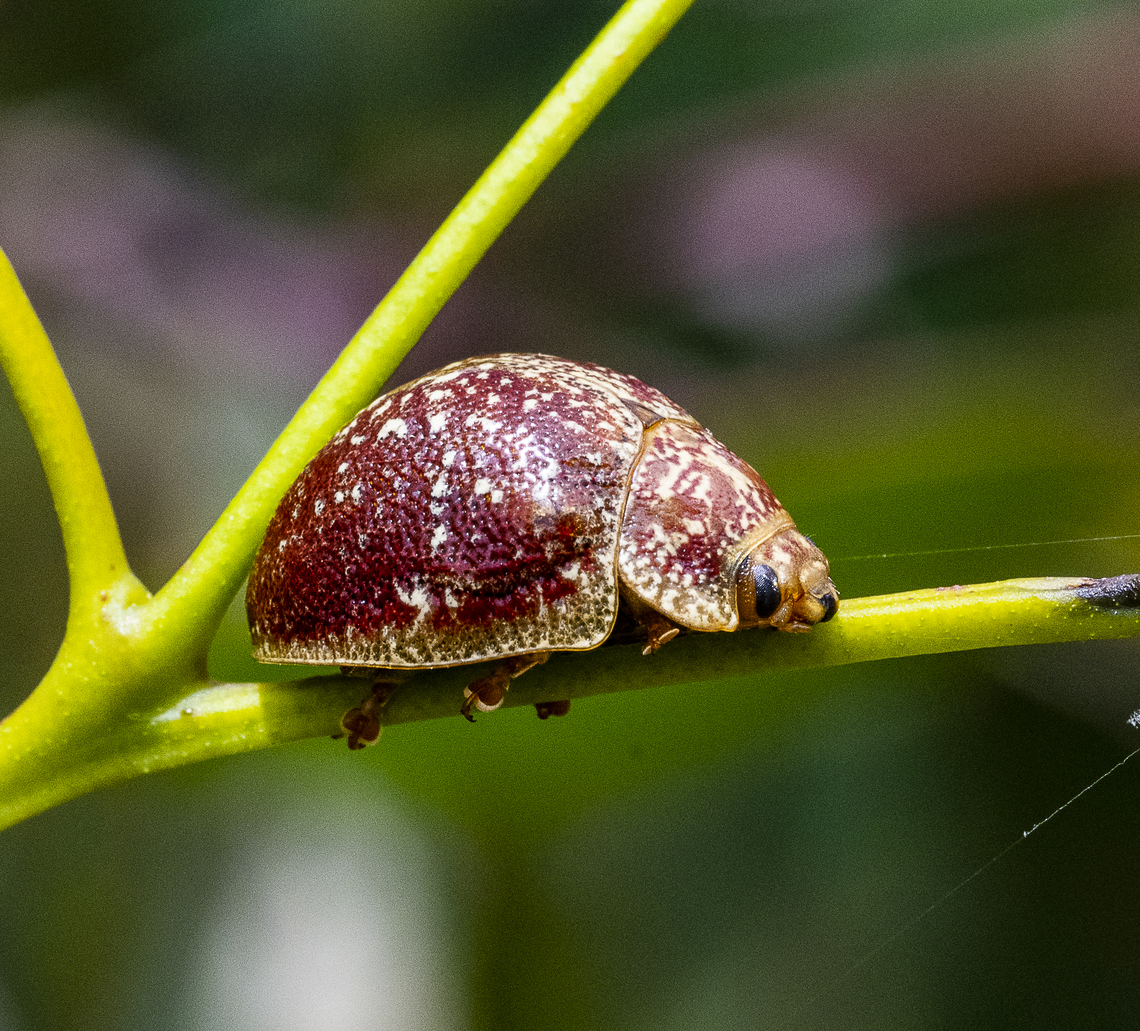 Paropsis variolosa - Variolosa leaf beetle  Australia,Geotagged,Paropsis variolosa,Summer