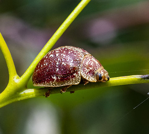 Paropsis variolosa - Variolosa leaf beetle  Australia,Geotagged,Paropsis variolosa,Summer