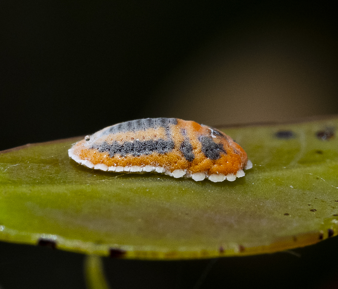 Mealy Bug - Monophlebulus sp.  Australia,Geotagged,Summer