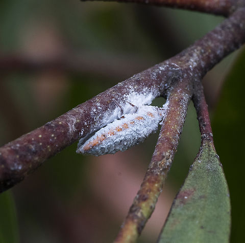 Mealy Bug - Monophlebulus sp.  Australia,Geotagged,Summer