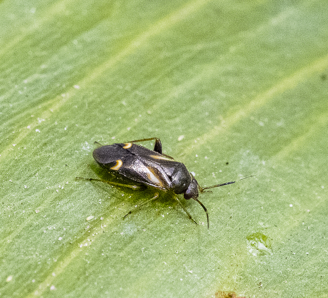 Mirid - Ausejanus albisignatus ? Low quality but first sighting Australia,Geotagged,Summer