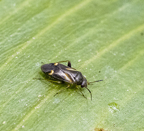 Mirid - Ausejanus albisignatus ? Low quality but first sighting Australia,Geotagged,Summer