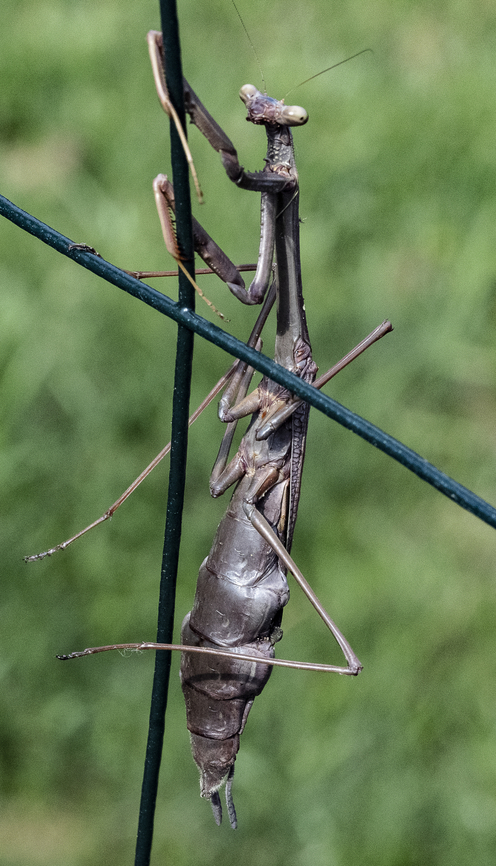 Archimantis sp. - Large Brown Mantis  Australia,Geotagged,Summer