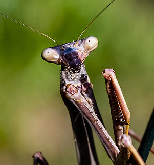 Archimantis sp. - Large Brown Mantis  Australia,Geotagged,Summer