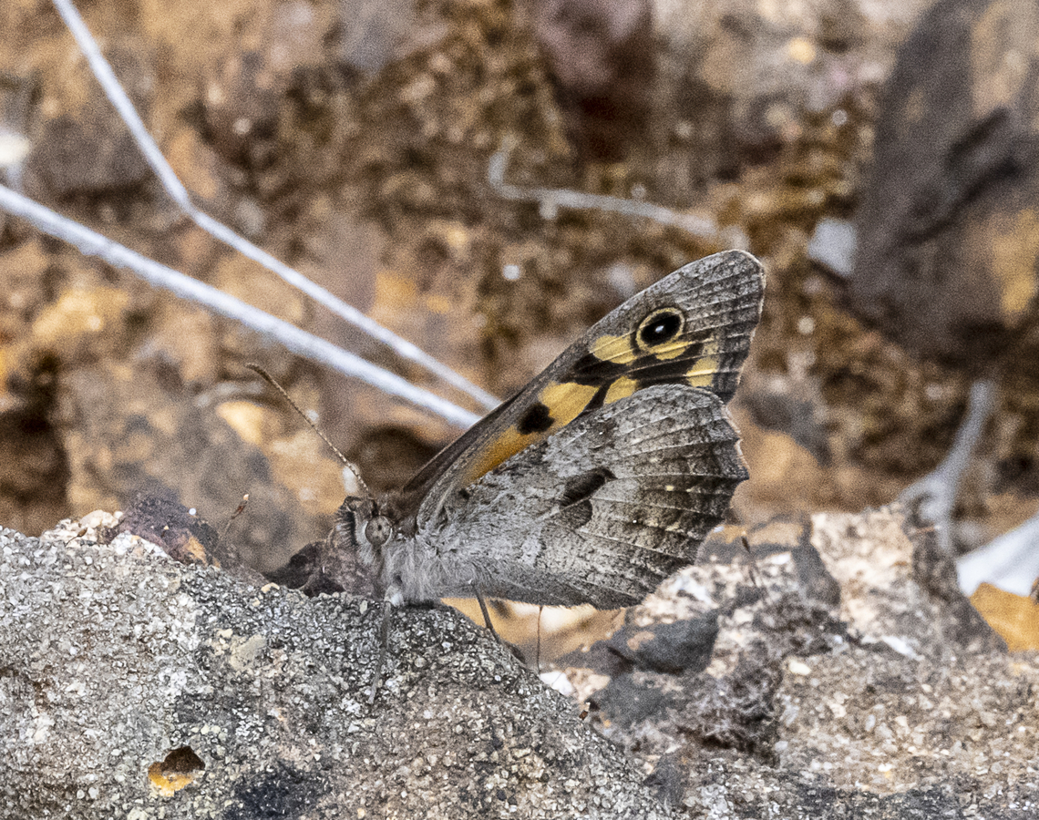 Klug's Xenica - Geitoneura klugii  Australia,Common xenica,Geitoneura klugii,Geotagged,Summer