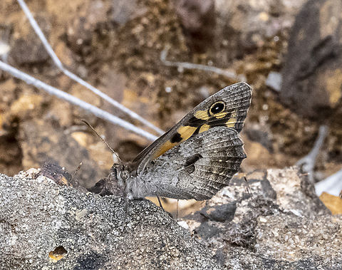 Klug's Xenica - Geitoneura klugii  Australia,Common xenica,Geitoneura klugii,Geotagged,Summer