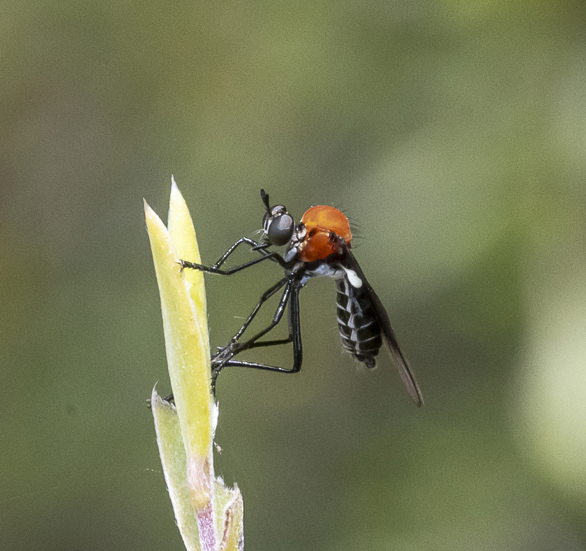 Cabasa pulchella - Robber fly  Australia,Cabasa pulchella,Geotagged,Summer