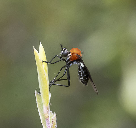 Cabasa pulchella - Robber fly  Australia,Cabasa pulchella,Geotagged,Summer