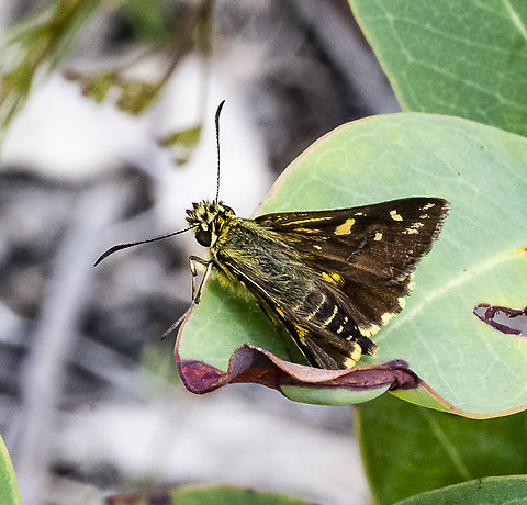 Alpine Sedge-Skipper