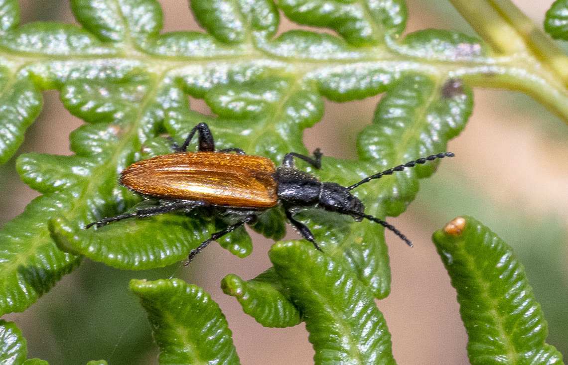 Lepturidea deplanchei - Darkling beetle  Australia,Geotagged,Lepturidea deplanchei,Summer