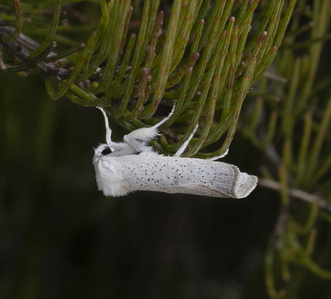 Spotted Moth - Ermine ?  Australia,Geotagged,Summer