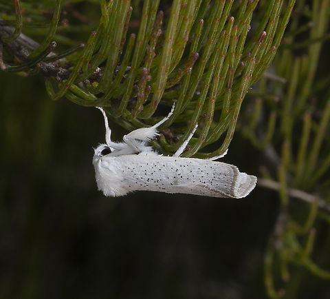 Spotted Moth - Ermine ?  Australia,Geotagged,Summer
