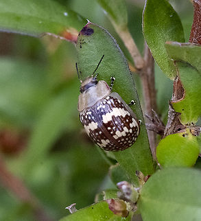 Paropsis pictipennis - Tea-tree button beetle ?  Australia,Geotagged,Painted leaf beetle,Paropsis pictipennis,Summer