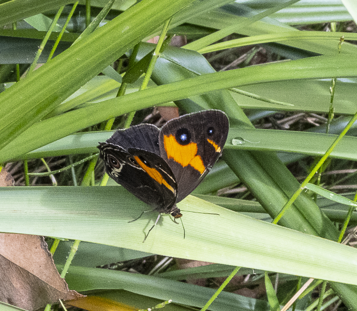Tisiphone abeona Swordgrass Brown Australia,Geotagged,Summer,Swordgrass brown,Tisiphone abeona